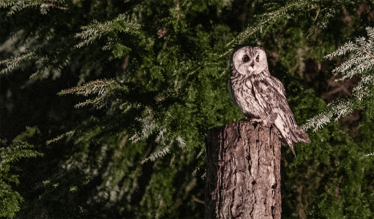 Owl at the Hawk & Owl Centre at Muncaster Castle in Ravenglass, Cumbria