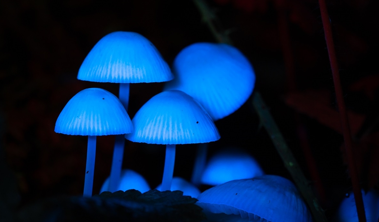 mushrooms in a fluorescent light