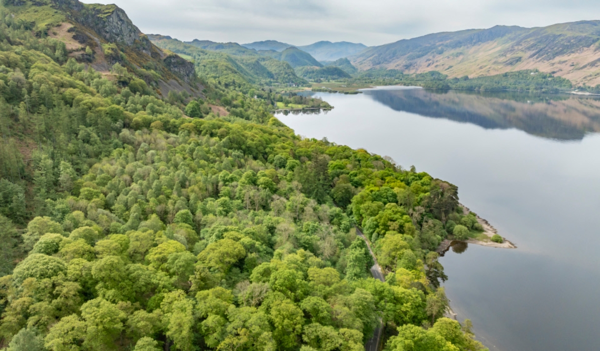 Guided walk: improving the health of Keswick's woodlands