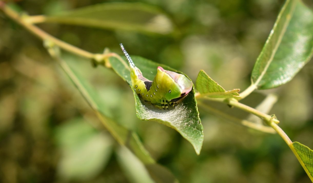 Close-up Photo of Leaves at Whinlatter Forest in the Lake District, Cumbria