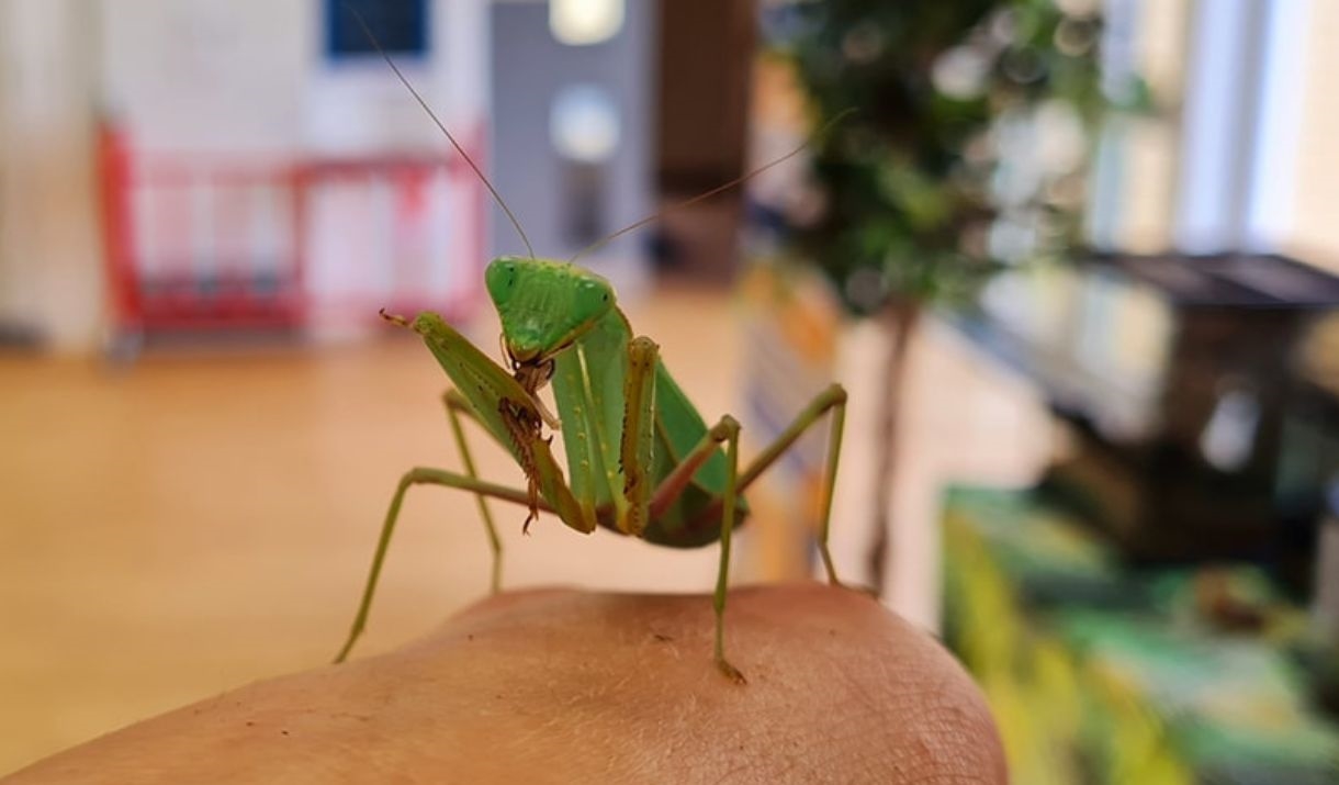 The Beacon Museum - Pet Encounters - Mini Beasts