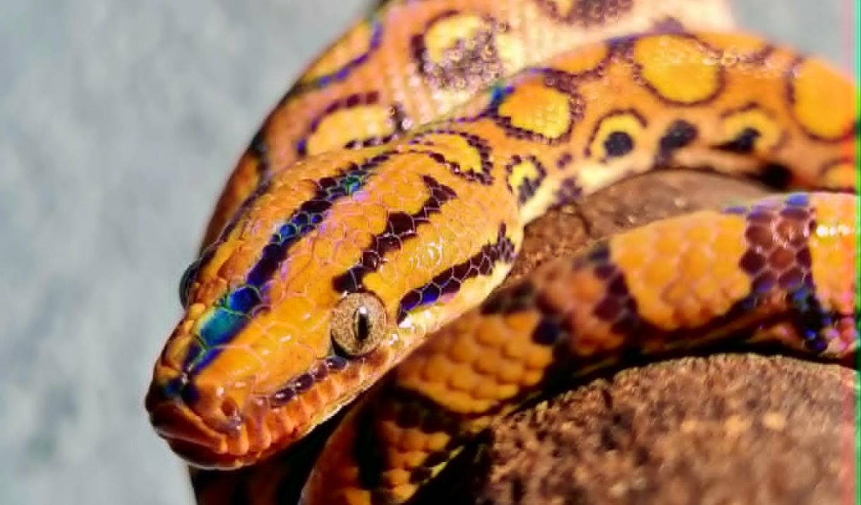 The Beacon Museum - Pet Encounters - Reptiles