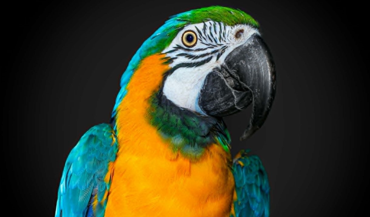 The Beacon Museum - Pet Encounter