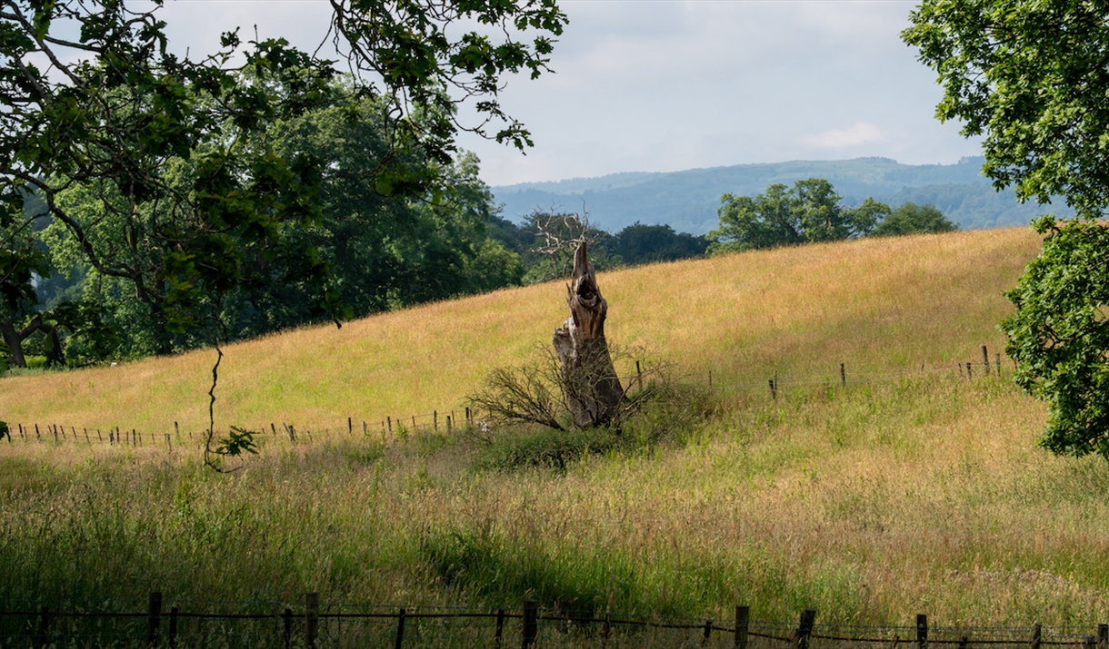 View of grassy field, trees and surrounding fells on a gloriously sunny day from Blackwell's lower terrace.