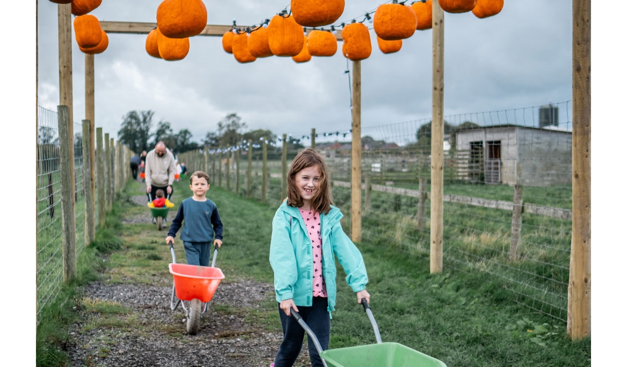 Pumpkin Picking 2024 at Walby Farm Park in Crosby-on-Eden, Cumbria