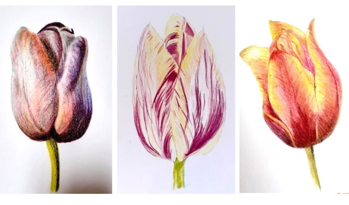 Watercolour Pencils 'Tulips in Spring' with Margaret Jarvis at Greystoke Craft Garden & Barns in the Lake District, Cumbria