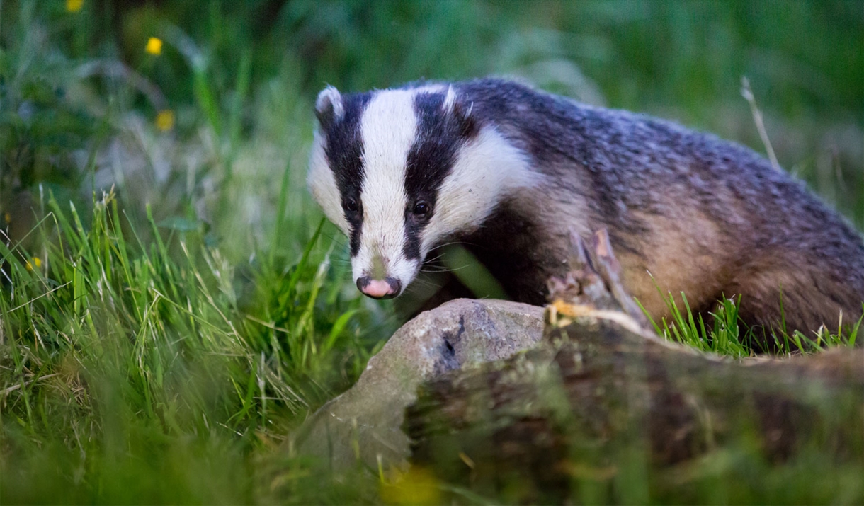 Badger Watching Hide at Wild Haweswater in the Lake District, Cumbria © Anita Nicholson