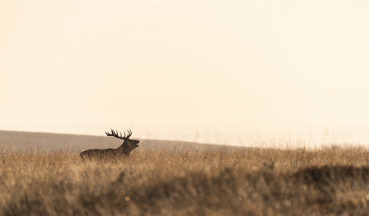 A Red Deer stag is silhouetted against a grassy, sunny background. He has his head back and mouth open in a roar.