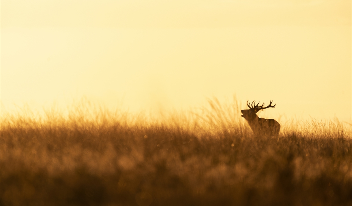 Deer at sunset at RSPB Wild Haweswater in the Lake District, Cumbria