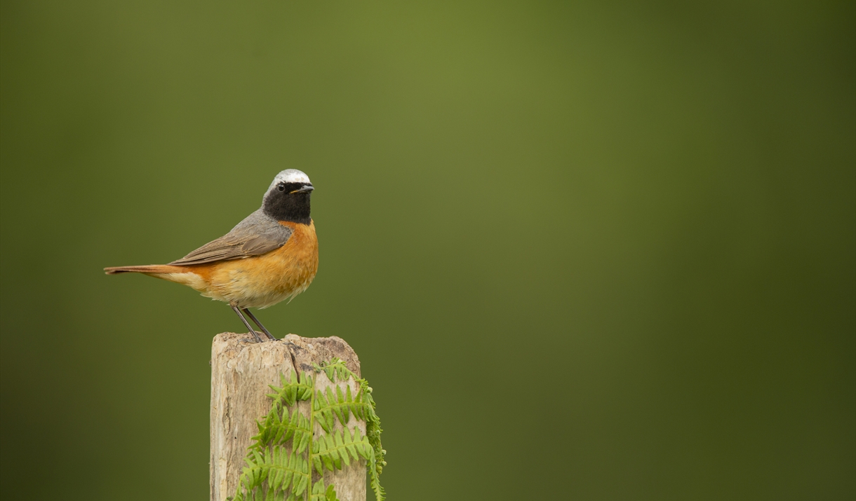 Almost Dawn Chorus with the RSPB at Wild Haweswater