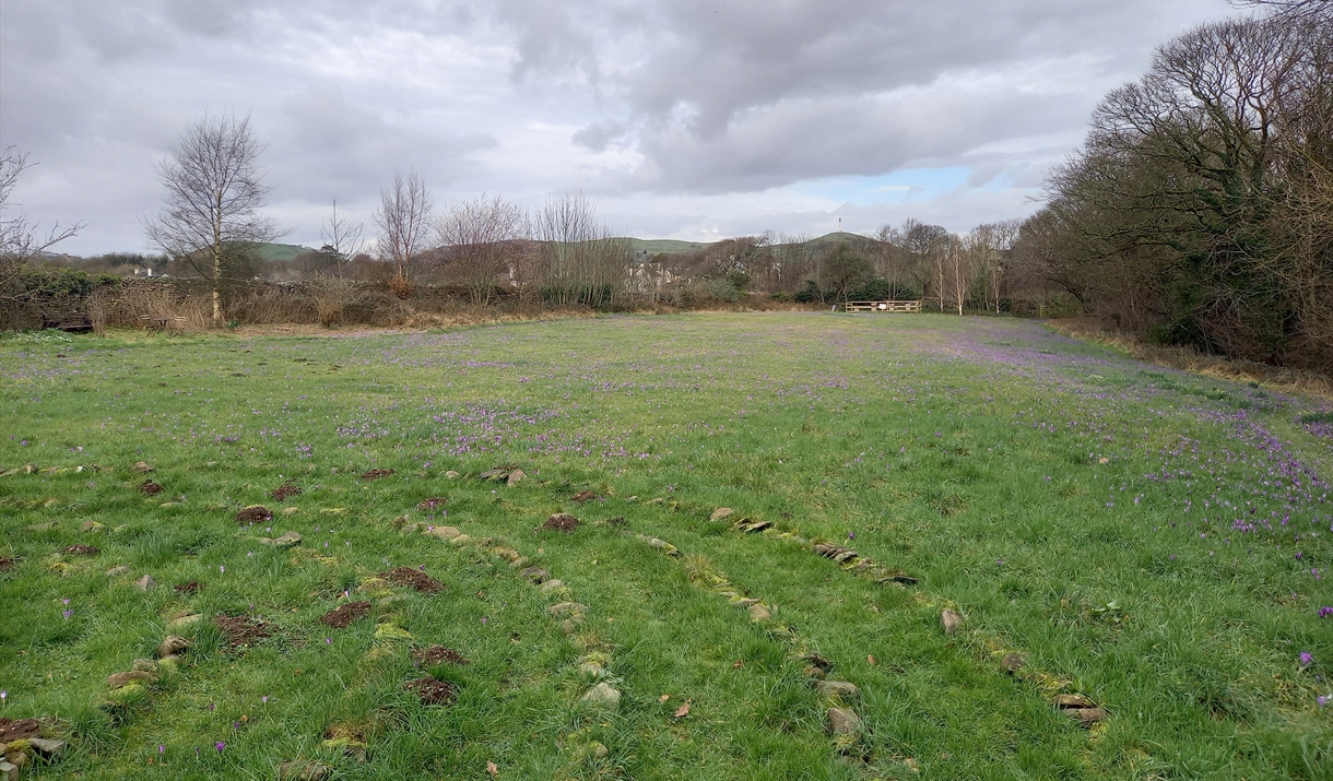 The crocuses on their way!