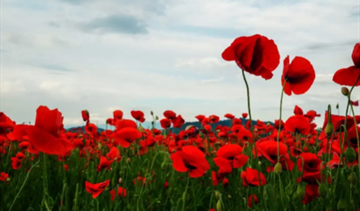 Armistice Day