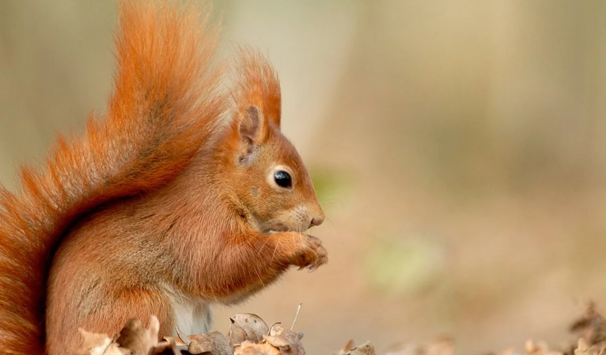 Red squirrel