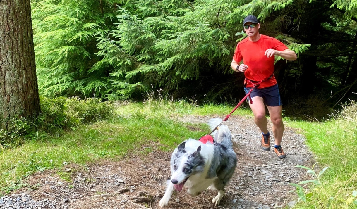 Man running with dog on a waist harness