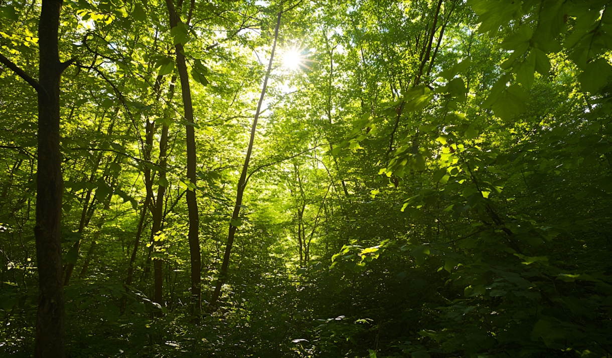tranquil photo of a forest