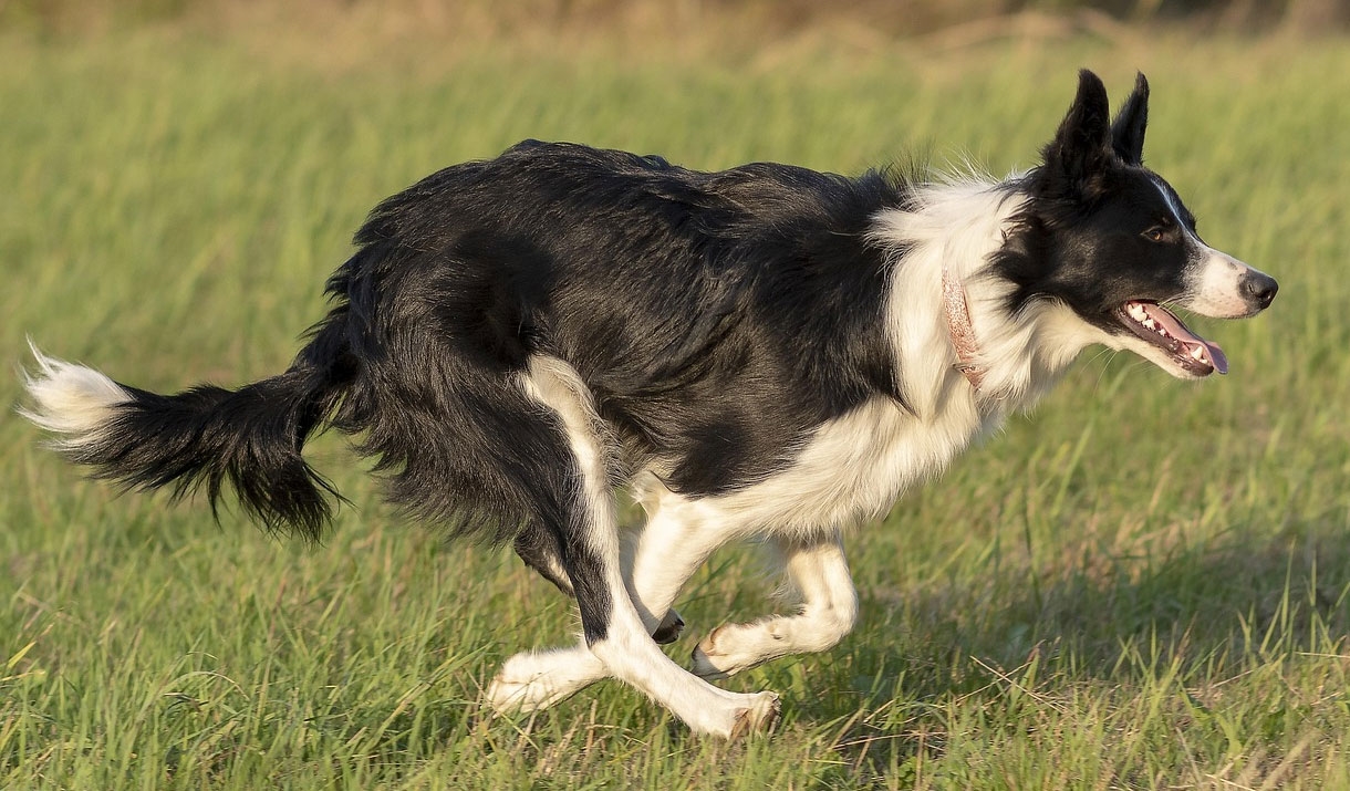 Dog at the Lake District Sheep Dog Trials