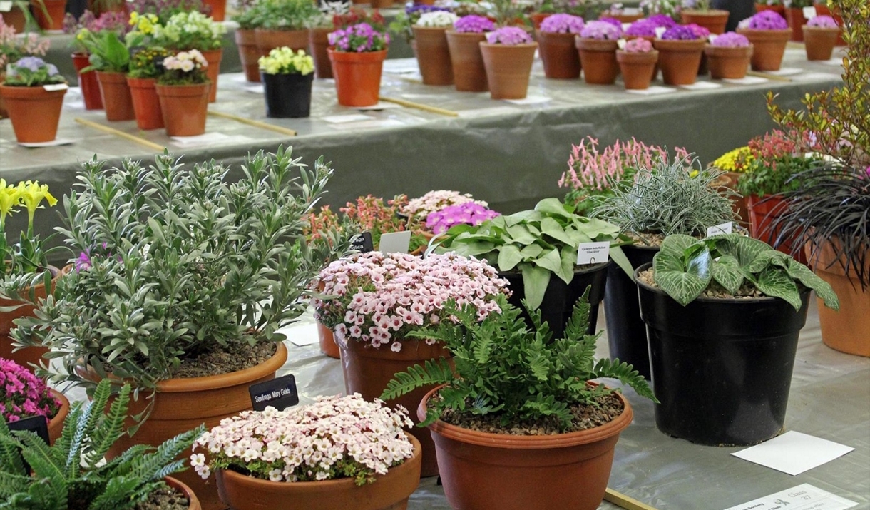 A display of expertly-grown plants