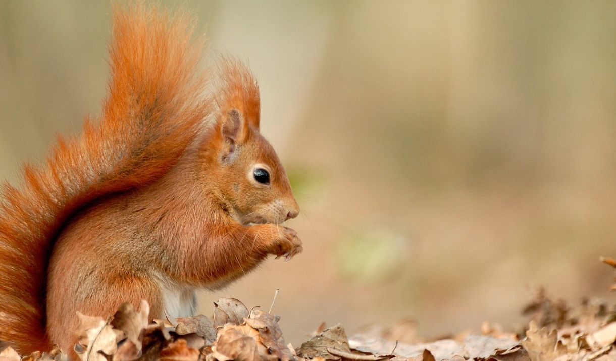 Red Squirrel at Whinlatter Forest in the Lake District, Cumbria