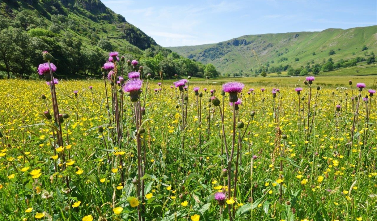 National Meadows Day with the RSPB at Wild Haweswater