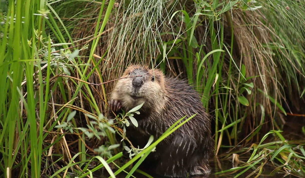 The-Beaver-Believer.