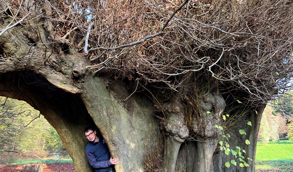 Visitor posing with a tree at the The Holker Tree Trail at Holker Hall & Gardens in Cark, Cumbria