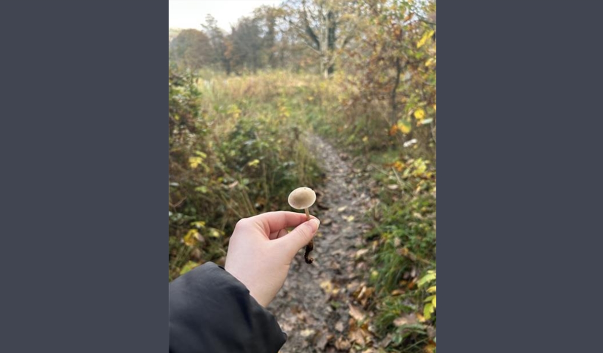 photo of a person holding a mushroom in front of a nature trail