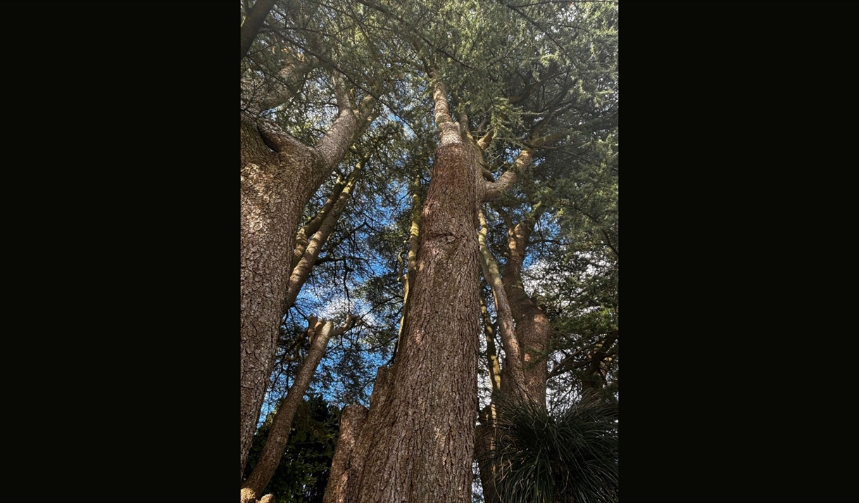 Photo of a tree trunk