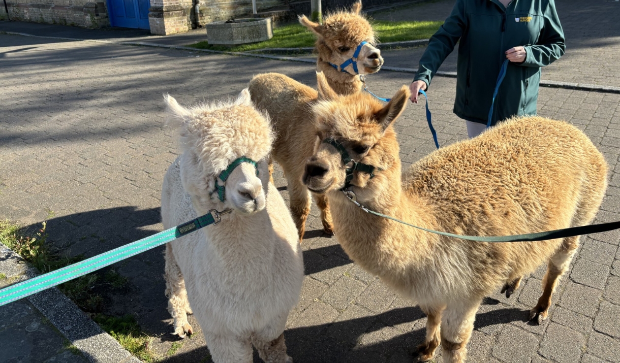 Alpaca walking on the harbour