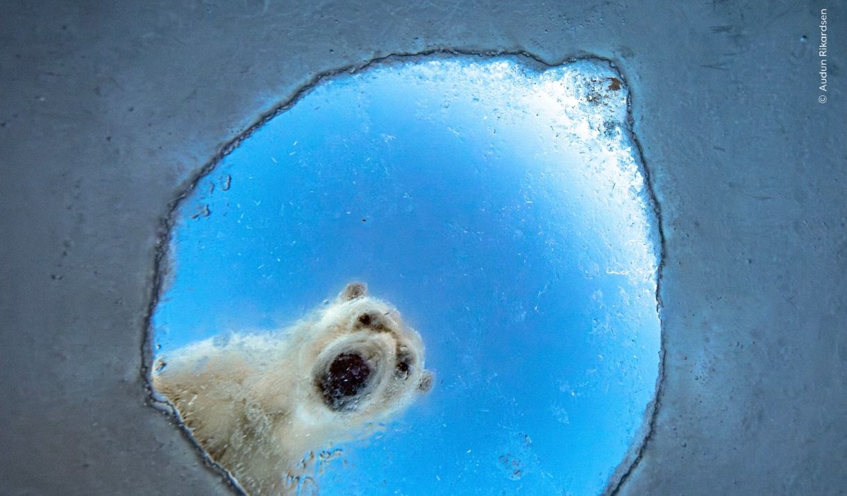 Wildlife Photographer of the Year at The Beacon Museum