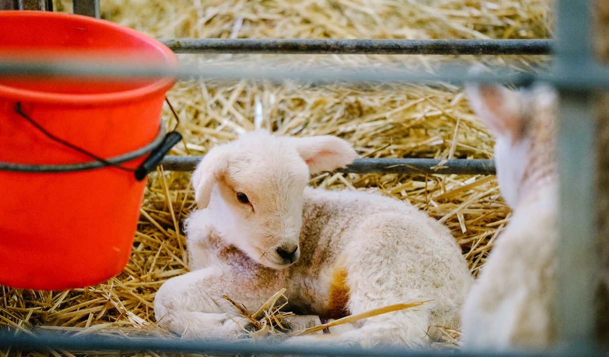 Magic Week & the Magic of Lambing