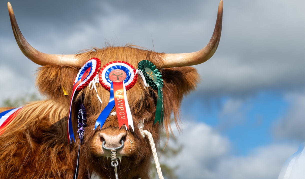 Award winning highland cow at Westmorland County Show in Crooklands, Cumbria