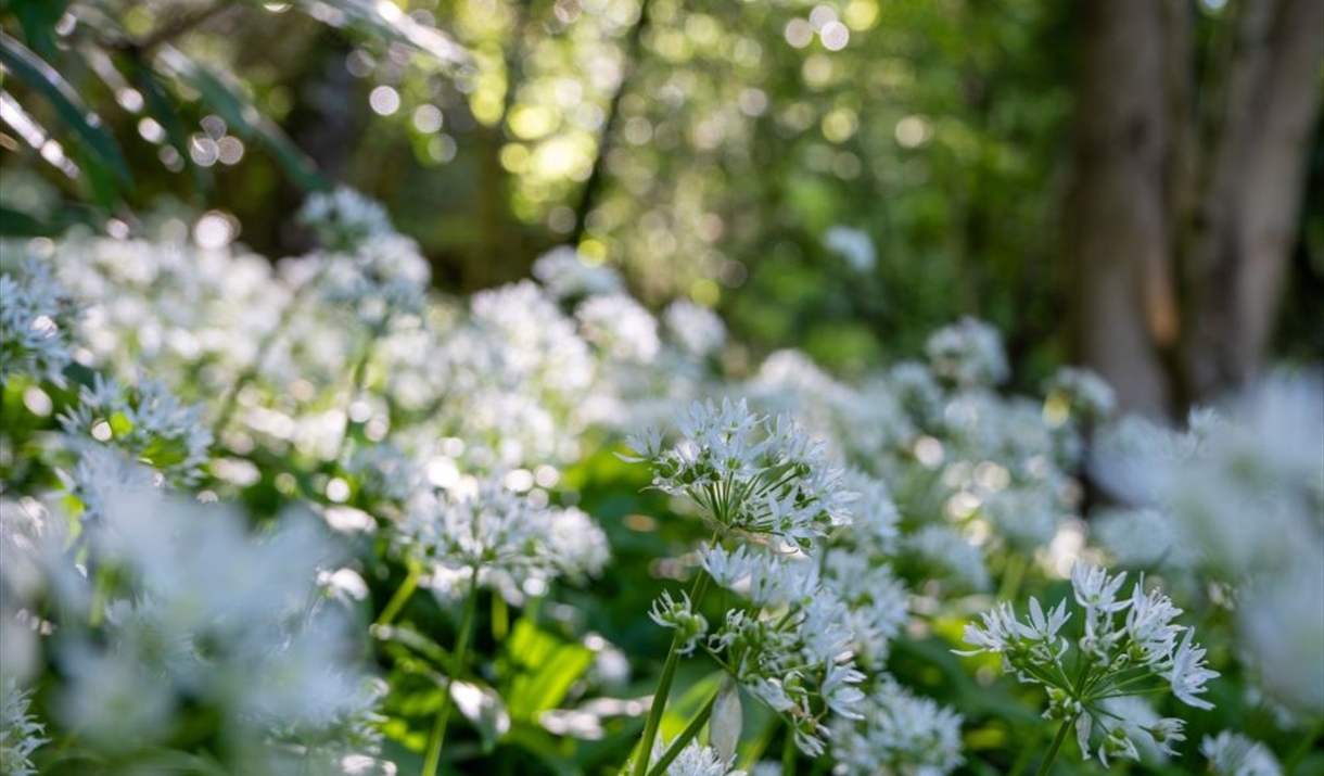 Photograph of flowers in a woodland