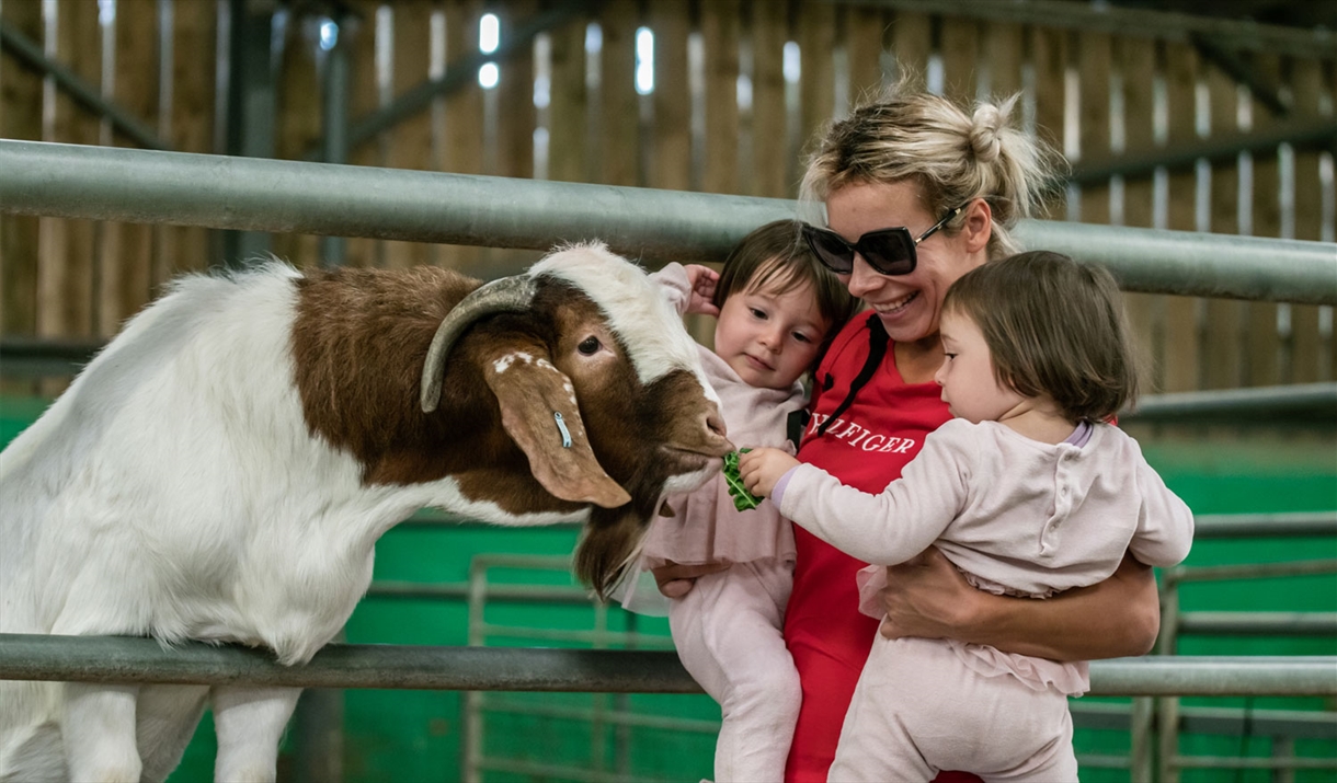 Animal Experiences at Walby Farm Park in Walby, Cumbria