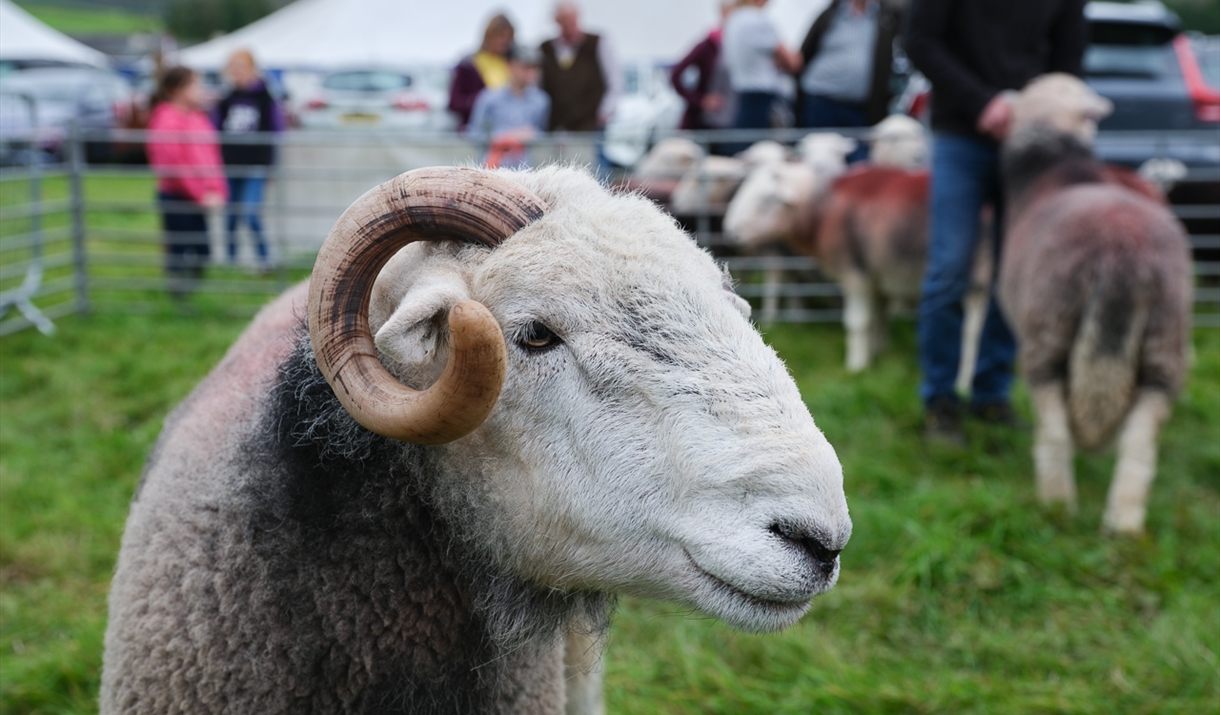 Herdwick Sheep at Loweswater Show
