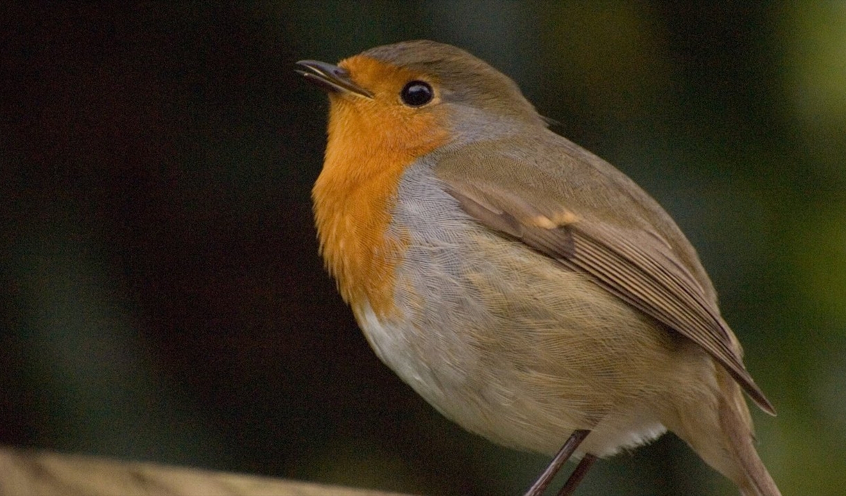 Birdsong walk