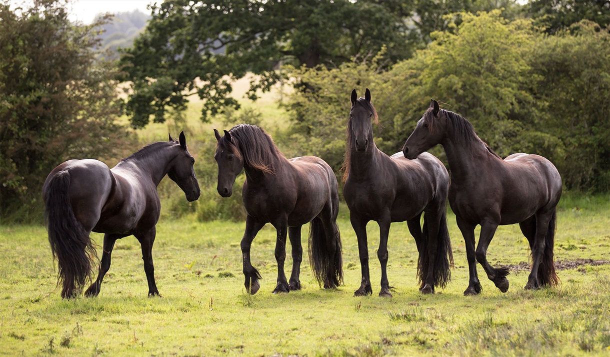 Horses at The Friesian Experience at Greenbank Farm in Cartmel, Cumbria