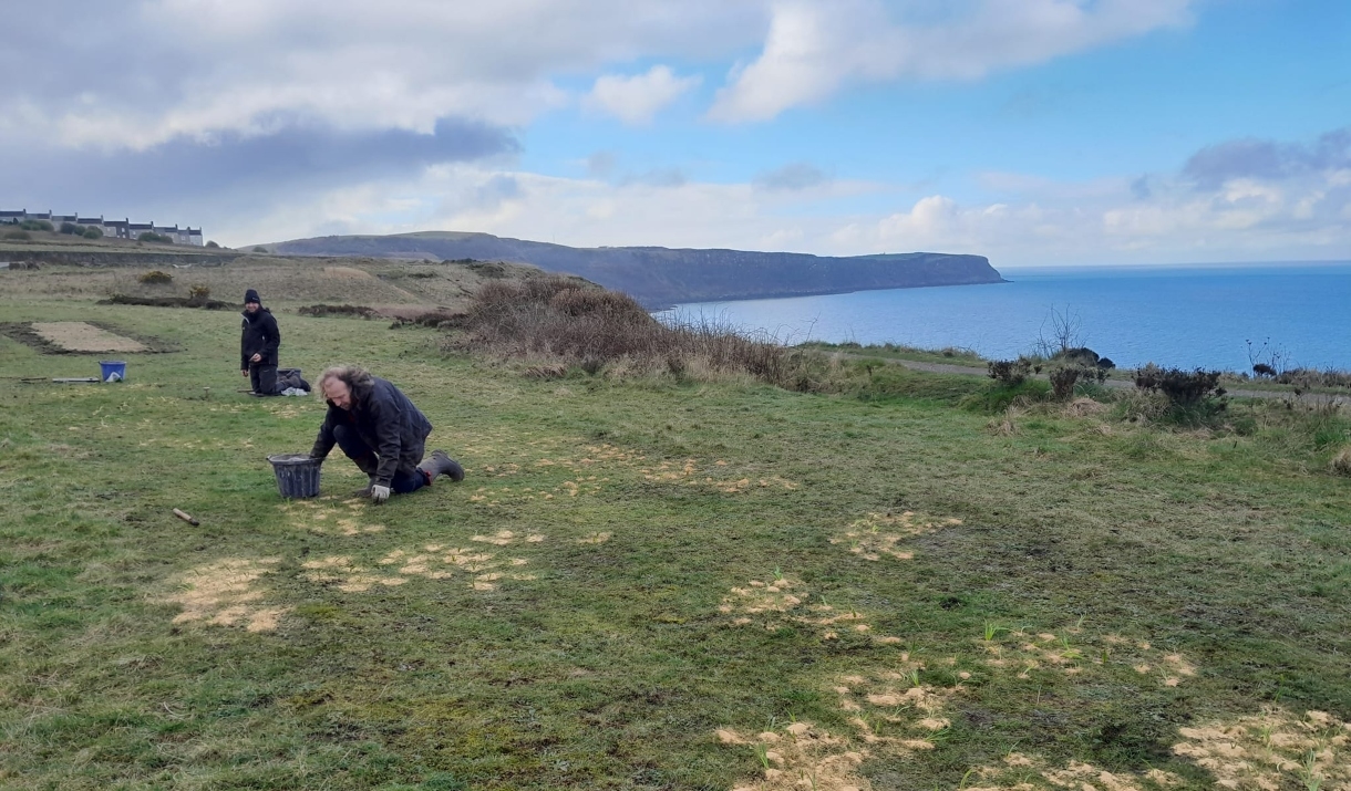 A ranger planting spring seeds on the coast of cumbria