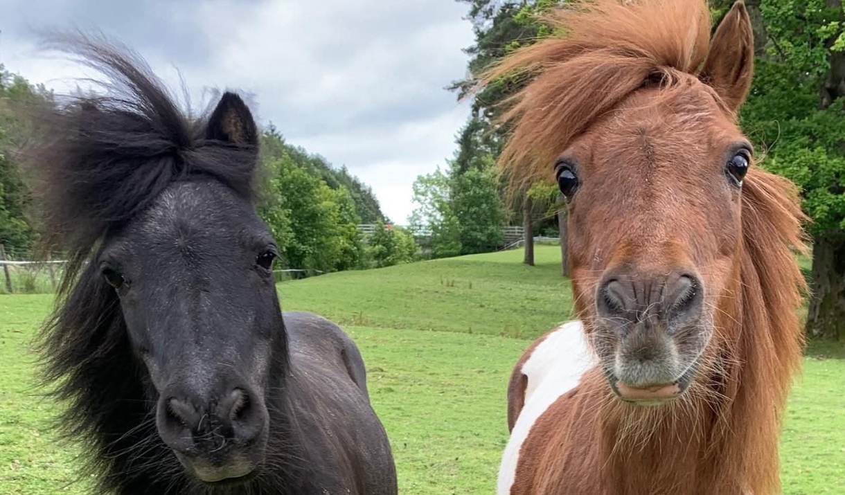 Two horses full frontal face shot with the wind blowing their manes - one chestnut and one black