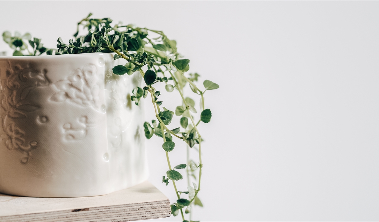 Textured porcelain plant pot with plants growing from the top and trailing downward