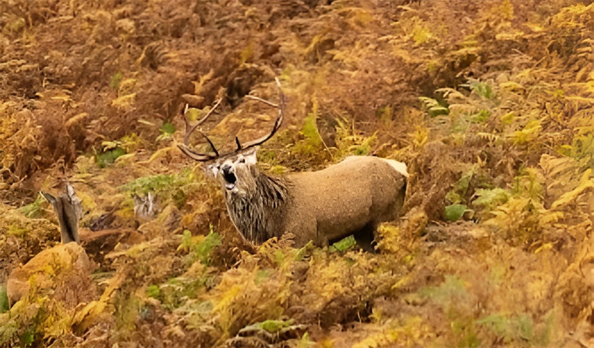 Red Deer Rut - Autumn Hikes