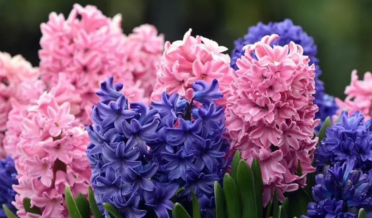 Whitehaven Flower Club Summer Gala: A Scrumptious Summer