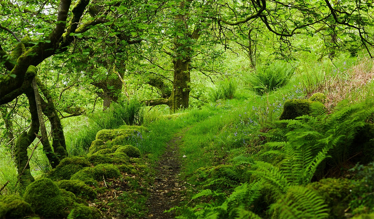 Forest Bathing at Wild Haweswater