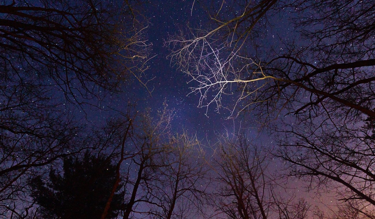 View of the night sky filled with stars, seen through the silhouettes of tall trees with bare branches reaching upward