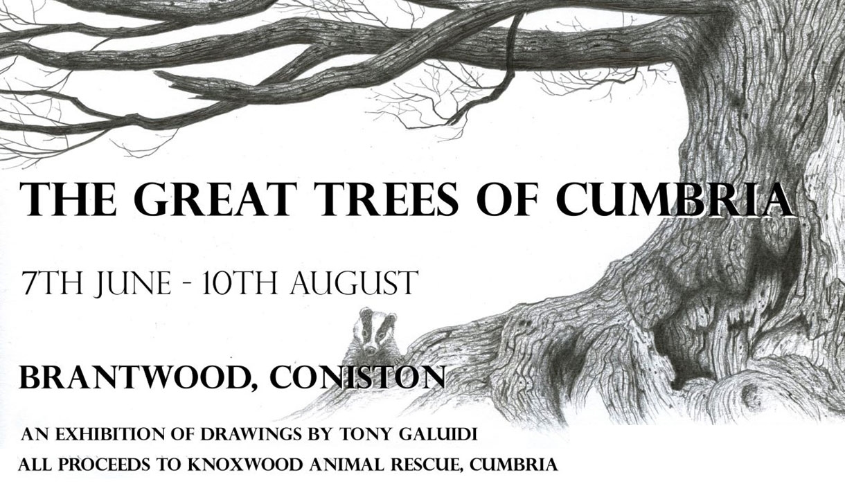 The Great Trees of Cumbria