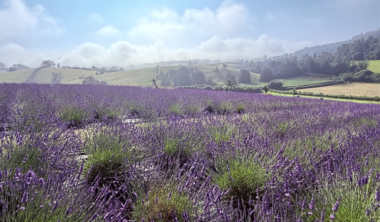 Lavender field at LYTHLEY in the Lyth Valley, Lake District