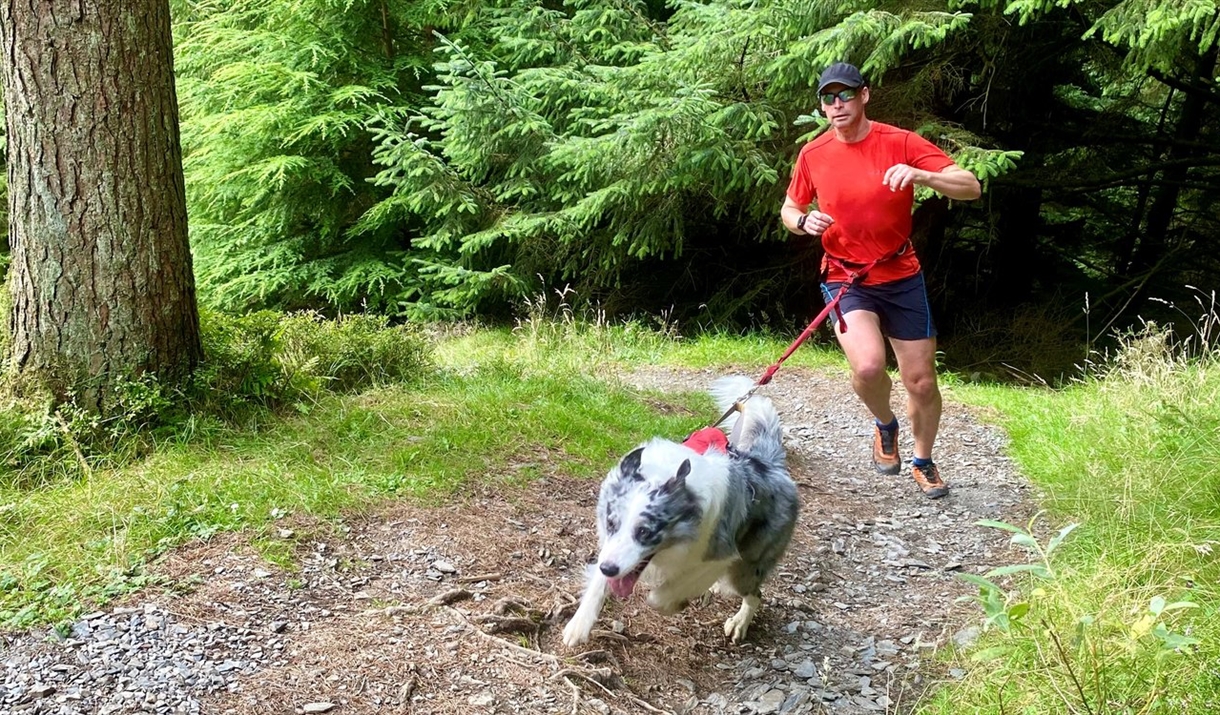 A man being dragged along by his dog on a woodland trail,