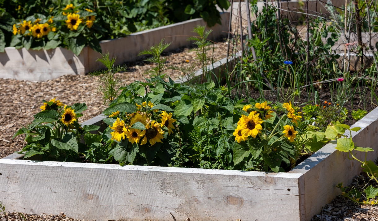 Sunflowers growing in the Muncaster Community Kitchen Garden