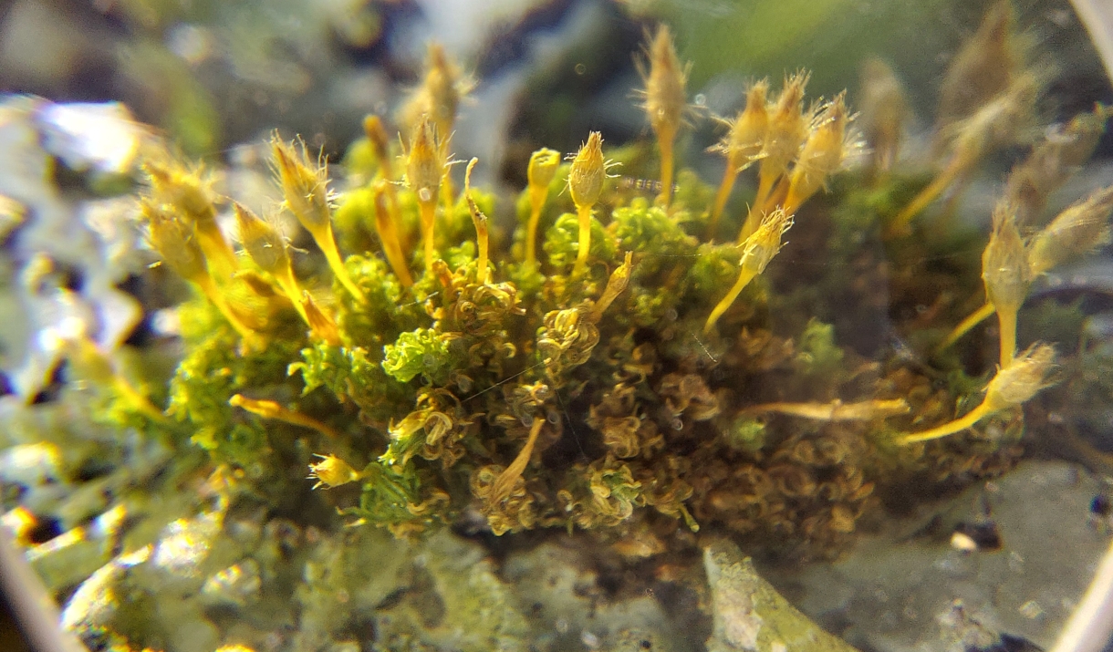 A close up image of moss.