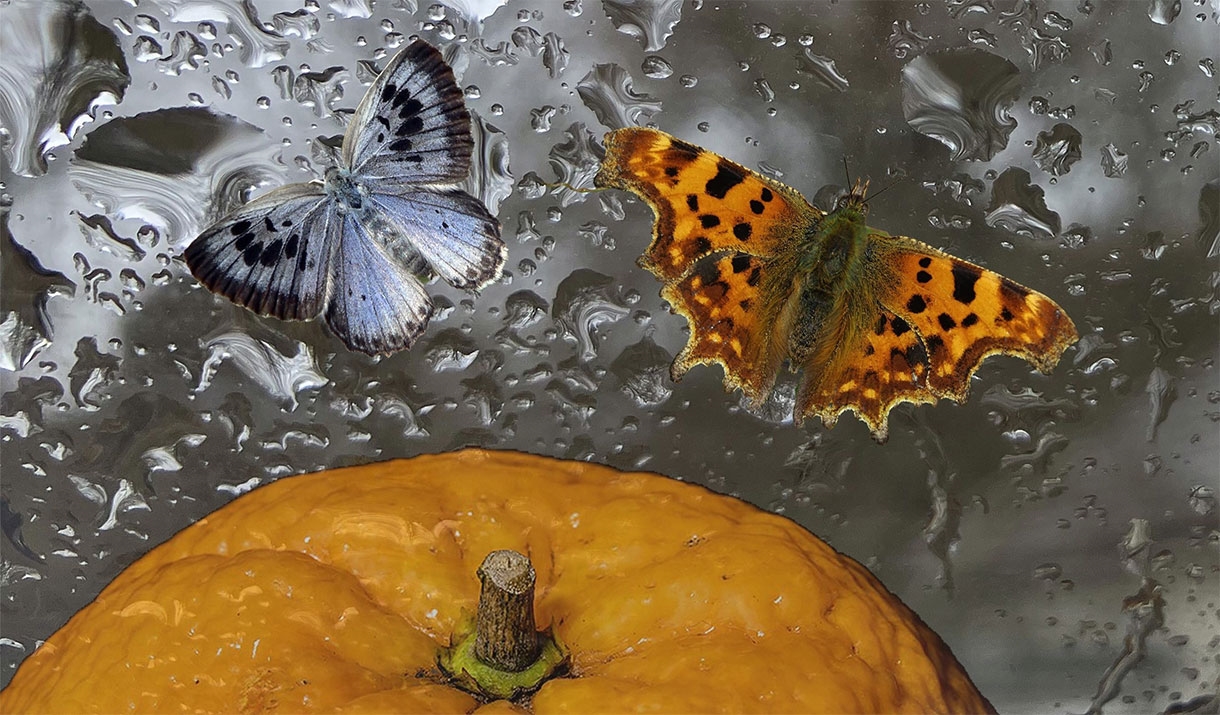 Nancy's Orange and The Butterfly Collector