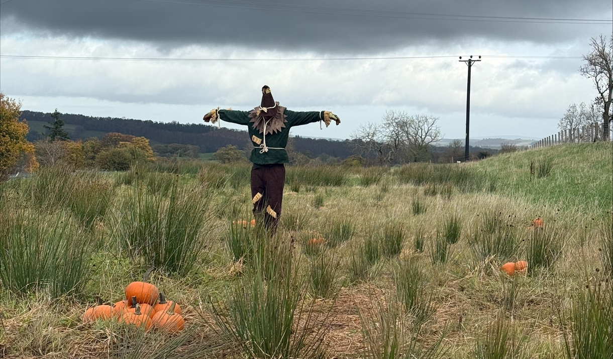 scarecrow in the pumpkin patch